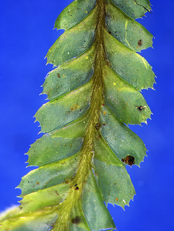 https://www.nzplants.auckland.ac.nz/en/about/liverworts/some-leafy-liverworts/Plagiochilaceae/Plagiochila-stephensoniana.html